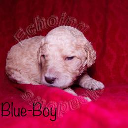 Labradoodle Puppies from Echoing Meadows