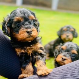 Poppy - Black and tan Cavapoo puppy in Phoenix, Arizona from Camelback Cavaliers