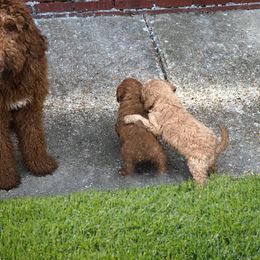 Goldendoodle Puppies from My Doodle Caboodles