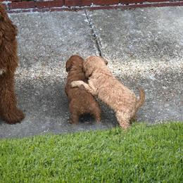Goldendoodle Puppies from My Doodle Caboodles
