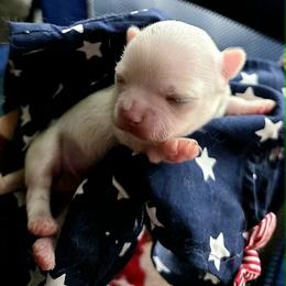 Boy1 - White male Chihuahua puppy in Alaska from Snowy Mountains Chihuahua
