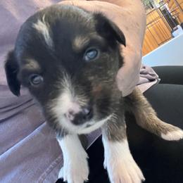 Black Tri Female-Luna - Black tri female Miniature Australian Shepherd puppy in Denair, California from CenCal Mini Aussies