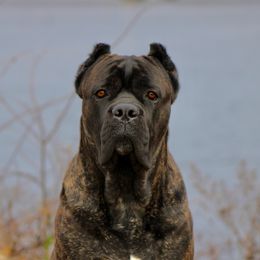 Cane Corso from Silver Summit Cane Corso