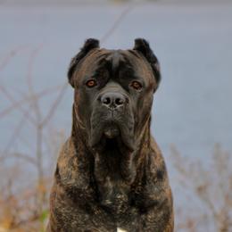 Cane Corso from Silver Summit Cane Corso