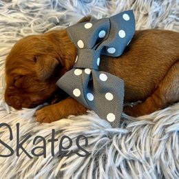 Skates - Dark golden male Golden Retriever puppy in Moses Lake, Washington from Dune Lakes Goldens