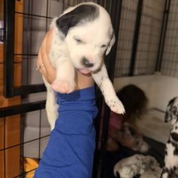 Kiwi - White and black female Dalmatian puppy in Miami, Florida from Soflo Dalmatians