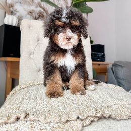 Cockapoo Puppies from Cockapoo Puppies and Co.