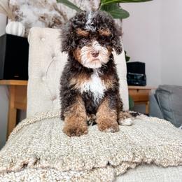 Cockapoo Puppies from Cockapoo Puppies and Co.