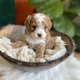 Goldendoodle and Poodle Puppies from French Creek Doodles