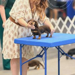 Dachshund Puppies from Doxi Delights AKC Miniature Dachshunds