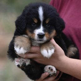 Turquoise Collar Boy - Black tan and white male Bernese Mountain Dog puppy in Loveland, Colorado from Grateful Bernese & Gage's Goldens