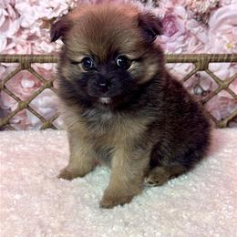 Pomeranian Puppies from Nel’s Pomeranians