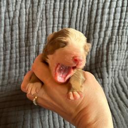 Bingo - Red tri-color female Australian Shepherd puppy in Hillsboro, Oregon from A&D Australian Shepherds