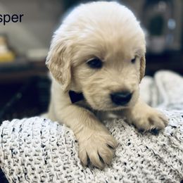 Casper - Light golden male Golden Retriever puppy in Oconto, Wisconsin from Abbie's Golden Retrievers