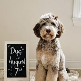 Goldendoodles and Poodles from Peachy Puppies