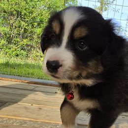 Vader - Black tri Miniature Australian Shepherd puppy in Middleburg, Florida from Tails End Ranch