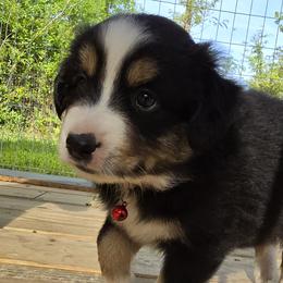 Vader - Black tri Miniature Australian Shepherd puppy in Middleburg, Florida from Tails End Ranch