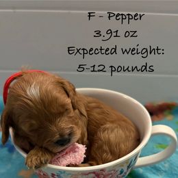 Pepper - Red female Cavapoo puppy in Cedar City, Nevada from Puppy Maker