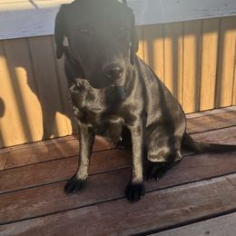 Lainey - Labrador Retriever