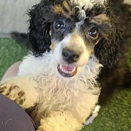 Poodles from Arrfs Poodles