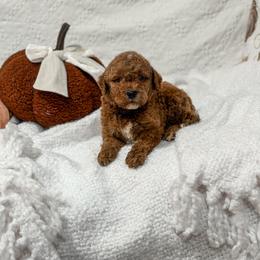 Brown Collar boy - Apricot male Goldendoodle puppy in Spokane, Washington from Dream Doodles in Spokane WA