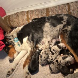 Australian Shepherd, Miniature Australian Shepherd, and Toy Australian Shepherd Puppies from V5 Mini Aussies