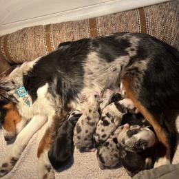 Australian Shepherd, Miniature Australian Shepherd, and Toy Australian Shepherd Puppies from V5 Mini Aussies