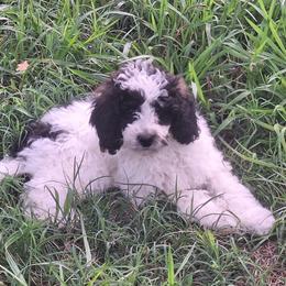 Tokyo-agouti parti - Phantom male Poodle puppy in Cypress Inn, Tennessee from Nine Pines Poodles