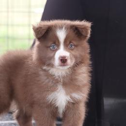 Nicole's RBM - Red & white male Miniature Australian Shepherd puppy in Goliad, Texas from Sassy Lil Aussies and Diamond W Poodles