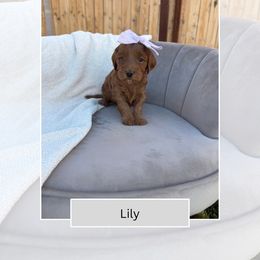 Lily - Red  female Goldendoodle puppy in Las Vegas, Nevada from Bridges Goldendoodles