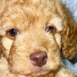 Boy 1 - Poodle puppy in Miami Dade County, Florida from RoyalPaws_Miami