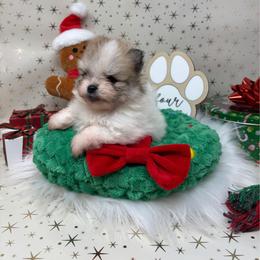 Petunia - Cream sable parti female Pomeranian puppy in Concord, California from Eelan’s Poms