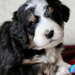 Bernedoodle and Goldendoodle Puppies from Happy Valley Doodles