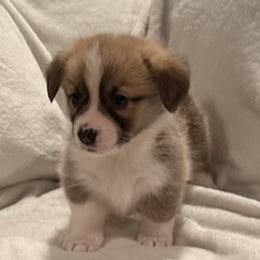 Latte - Sable male Pembroke Welsh Corgi puppy in Beaverton, Oregon from Pordr Corgis