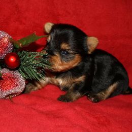 Yorkshire Terrier Puppies from Tammy Gurwell