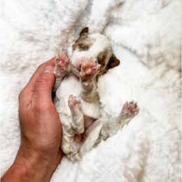 Australian Labradoodle, Bernedoodle, and Cavapoo Puppies from Doodles of Oz