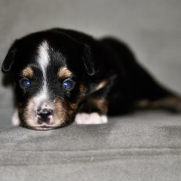 Liberty - Black tri female Toy Australian Shepherd puppy in Bixby, Oklahoma from Roeboat Aussies
