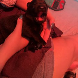 German Shepherd Puppies from Paws Of Germany