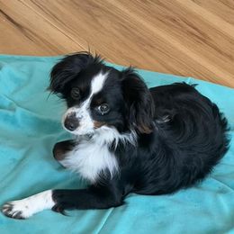 Miniature Australian Shepherds and Toy Australian Shepherds from Chisholm Trail Aussies