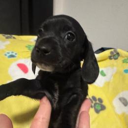 Coco: Girl solid Black with a white stripe on her chest - Black female Dachshund puppy in Casselberry, Florida from Amore Mini Dachshund Breeders & More