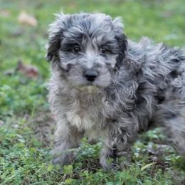 Aussiedoodles from Southern Royal Aussiedoodles