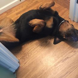 Rottweiler All Grown Up from Sweetgum Farm