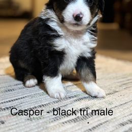 Casper - Black tri male Miniature Australian Shepherd puppy in Vincennes, Indiana from Whispering Miniature Aussies