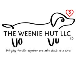 Not Applicable - Cream male Dachshund puppy in Crandall, Texas from The Weenie Hut LLC