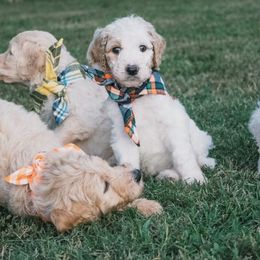 Goldendoodles from Legacy Goldendoodles