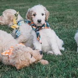 Goldendoodles from Legacy Goldendoodles