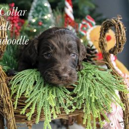 Green collar - Chocolate male Goldendoodle puppy in Plattsburgh, New York from Adirondack Poodles Goldendoodles,Bernedoodles & Schnoodles