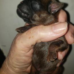 Toby - Red male Brussels Griffon puppy in Nc, Florida from Brusseluv2