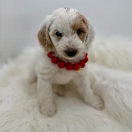 Elsa - Parti female Goldendoodle puppy in Lindon, Utah from Ruby’s Minidoodles LLC