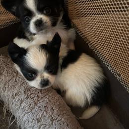 Chihuahua puppies from Happy Little Chihuahuas